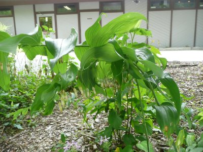 Smooth Solomon's-seal at the Visitor's Center