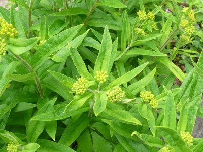 Butterfly Weed