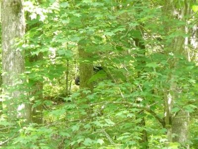 First bear sighting of the day