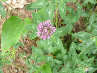 P1100531.JPG