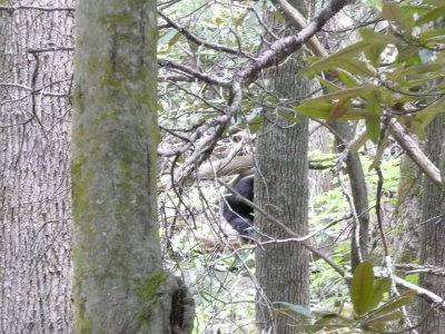 Can you see me? Second bear sighting of the day