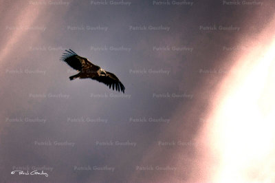 Bird Vautour Vulture gorges du Verdon