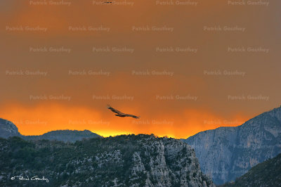 vulture gorges du Verdon 2303ww.jpg