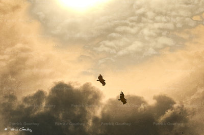 vulture gorges du Verdon 2272F2ww.jpg