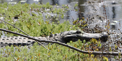 Gator_2