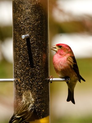 For the Birds