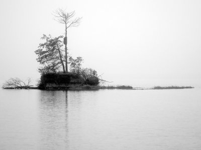 Fog Island