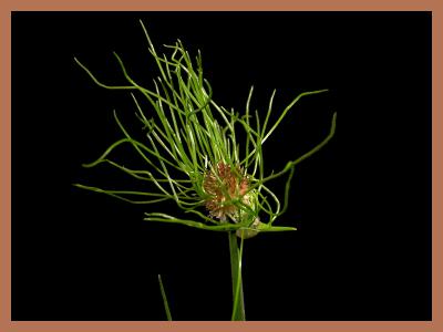 Wild Garlic
