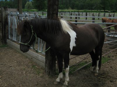 Icelandic Mares Vinka and Spice