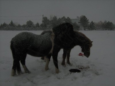 Icelandic Mares Vinka and Spice