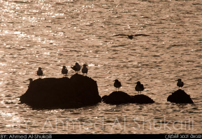 Birds on rocks