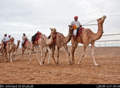 Bediah Camel Show (Ardah)  