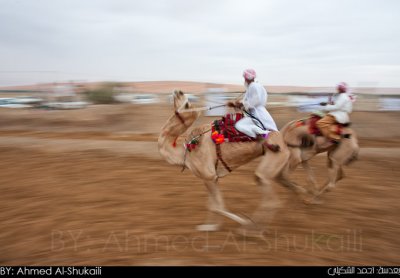 Bediah Camel Show (Ardah)  