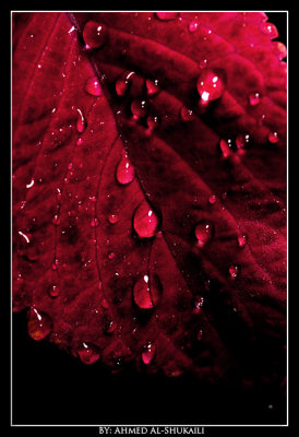 Reddish Drops