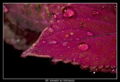 Reddish Drops