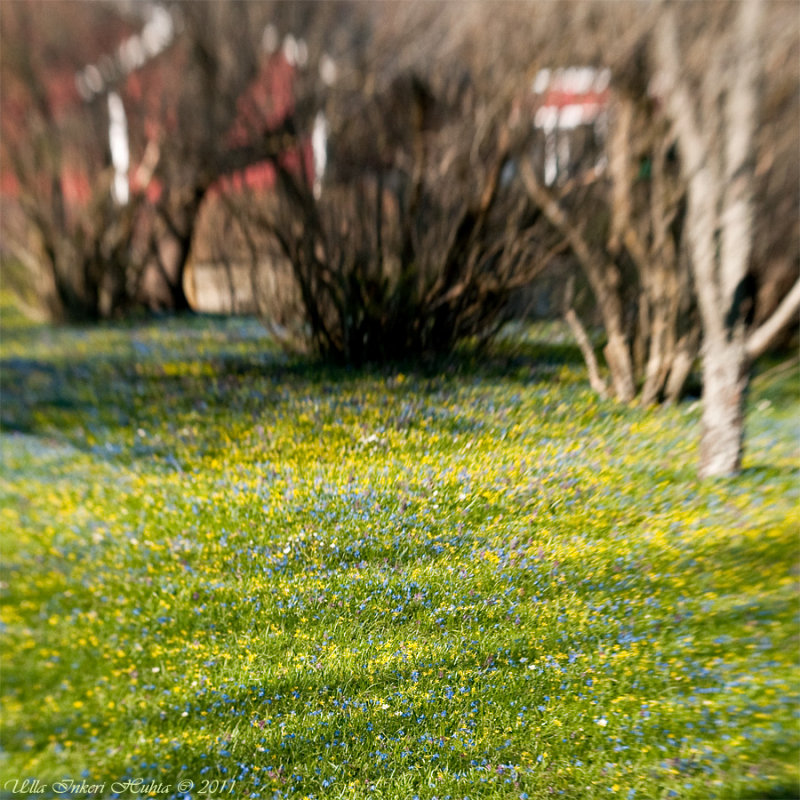 Explosion of springflowers