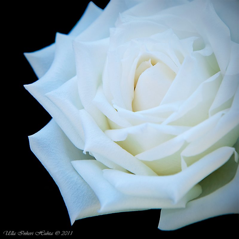 White rose 