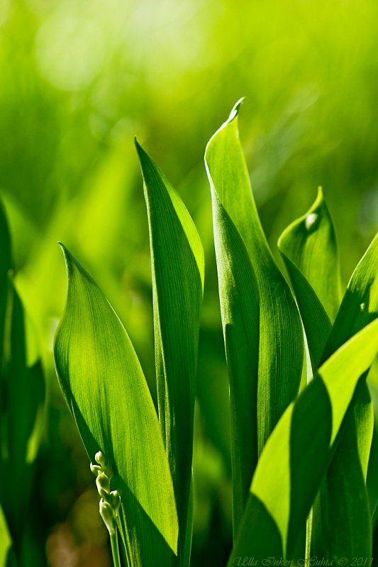 Lily of the Valley, soon in bloom.