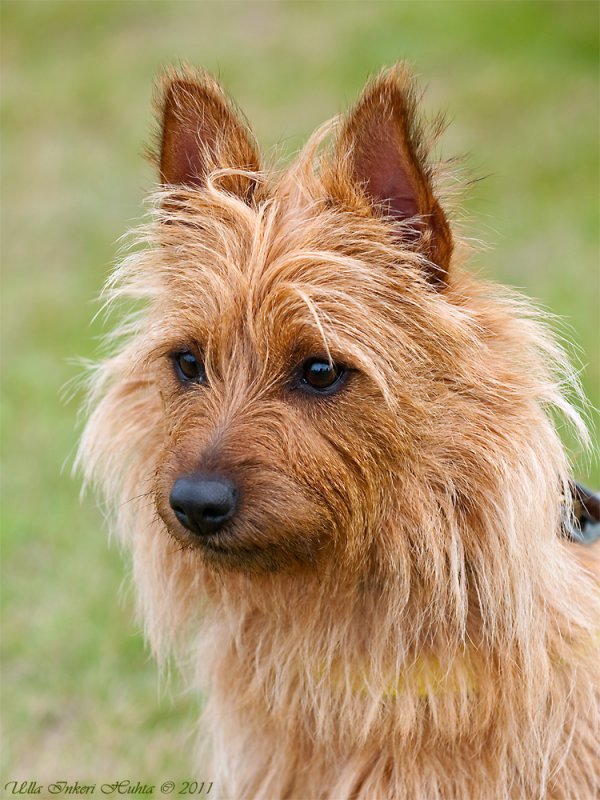 Lilly, australisk terrier.