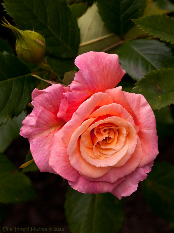 Kordes Rose Aloha