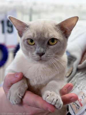 7/3 Another cat from Sundays catshow: Lilac burmese male