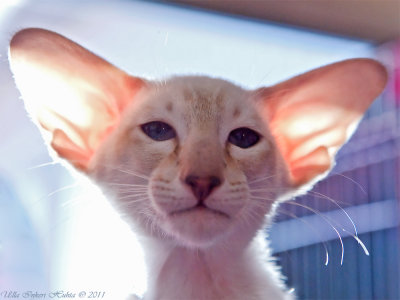 Bbbrje and his glow in the dark ears ;o)