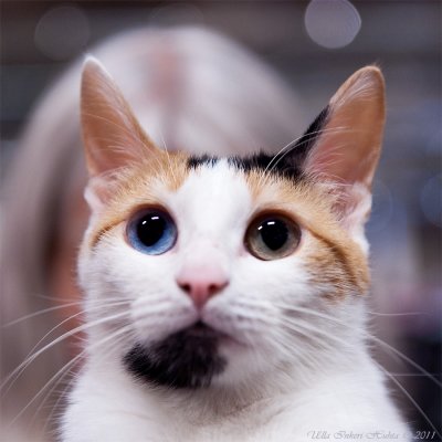Japanese Bobtail cat, lovely odd eye!