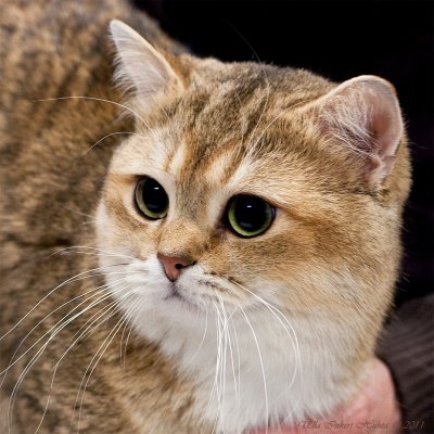 Shaded golden British Shorthair