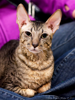 The lovely coat of this Cornish Rex cat