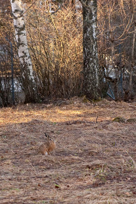 9/4 Spot the hare?