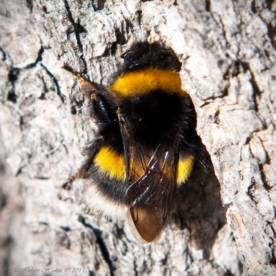First  bumblebee 2011