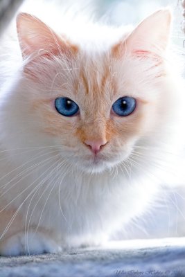 All grown up now, still sparkling blue eyes!