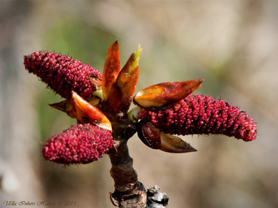 ?What mystery tree is this?