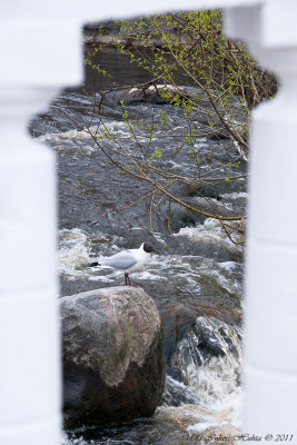 26/4 Fishing seagull through bridge-railing