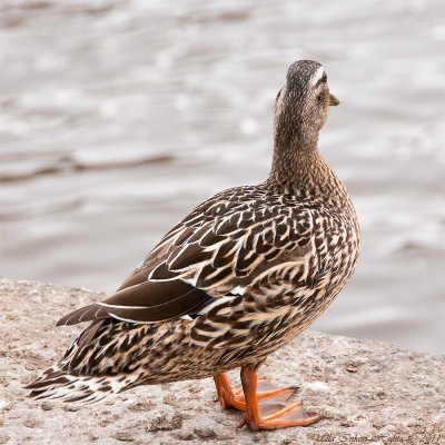  Mallard, or wild duck (Anas platyrhynchos) , female