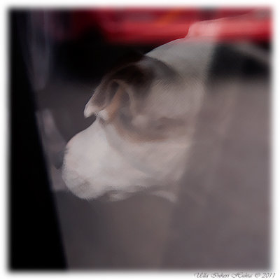 Dog reflection