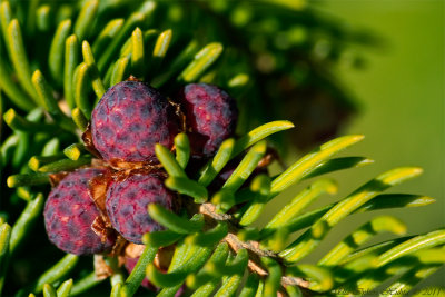 Fur tree cones to be.