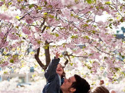 30/4 Sakura in Stockholm today