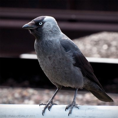 5/5 A pretty Jackdaw today