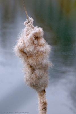 Bulrush fluff