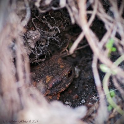 Liisas & Affes garden toad in its den.