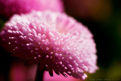 Bellis at the flowershop