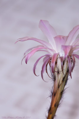 The hairy cactus flower