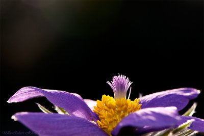 Pasque Flower, Common Pasque flower, Danes Blood                