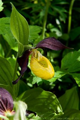 Ladys slipper orchid, Cypripedium calceolus 