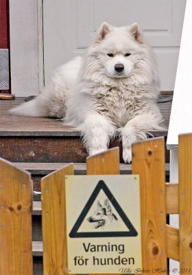 27/5 Beware of Shamook