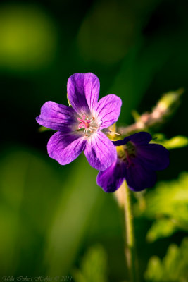 Wood Crane's-bill                 