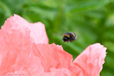 Poppy bee, going in for landing