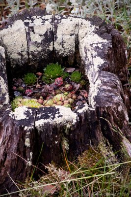 New life for a treestump, as flowerpot!