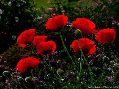 Glow-in-the-dark poppies